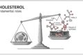 Colesterolo: amico o nemico?